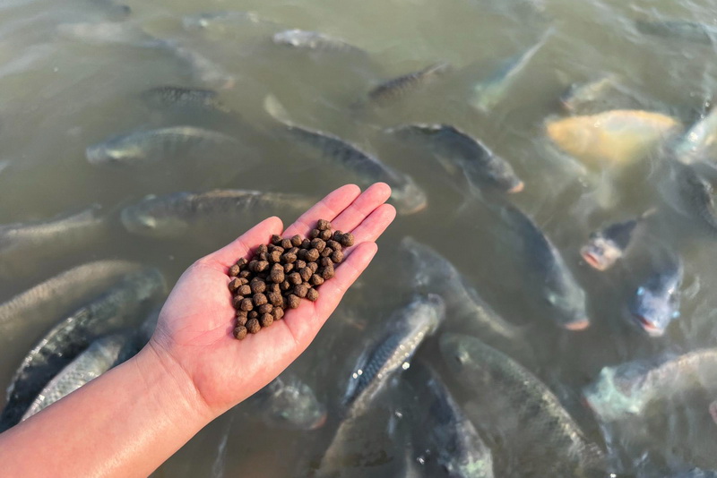 Fermentasi untuk Meningkatkan Mutu Pakan Ikan
